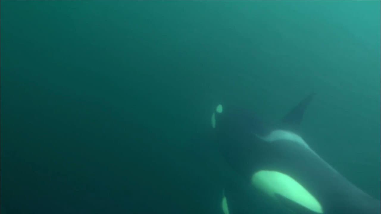 Backdrop – Killer Whales - The Ultimate Guide