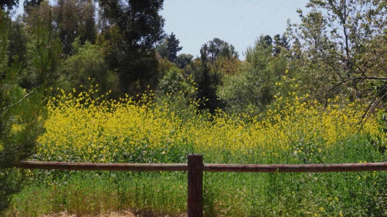 Backdrop – I Wandered Lonely as a Cloud