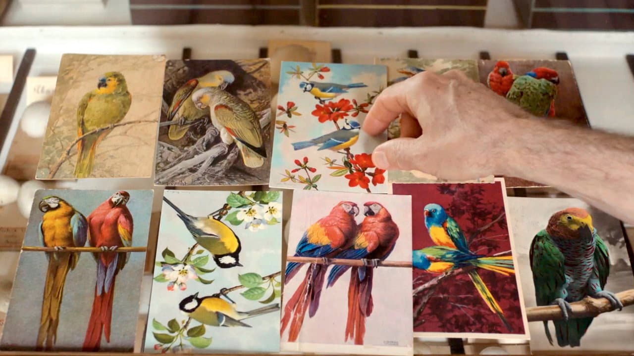 Backdrop – Langue des oiseaux