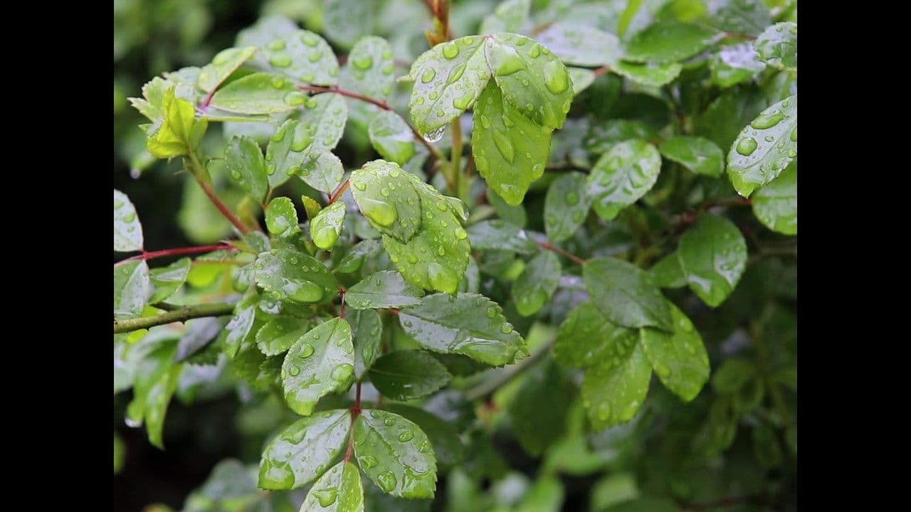 Backdrop – Afflatus