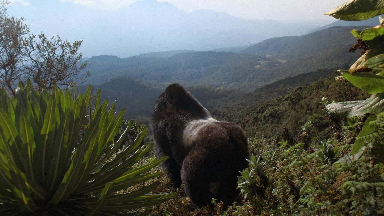Backdrop – Eine Gorilla-Story erzählt von David Attenborough