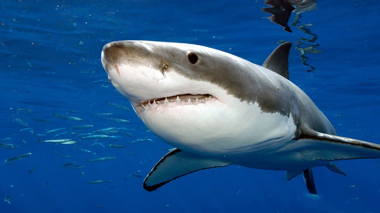Backdrop – Attaques de Requins à La Réunion : L'enquête