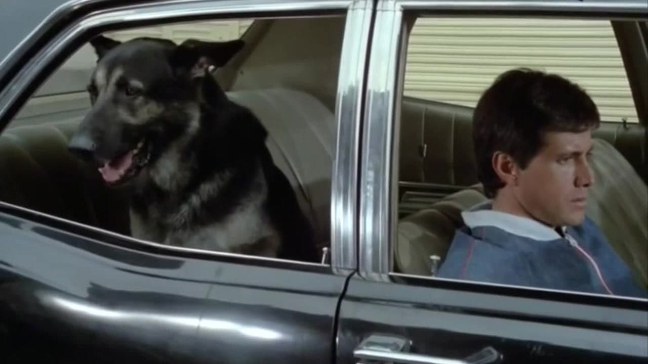 Backdrop – El cumpleaños del perro