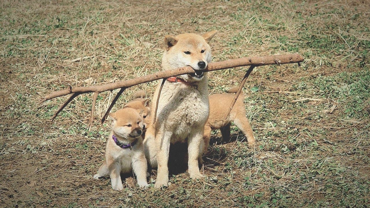 Backdrop – マリと子犬の物語
