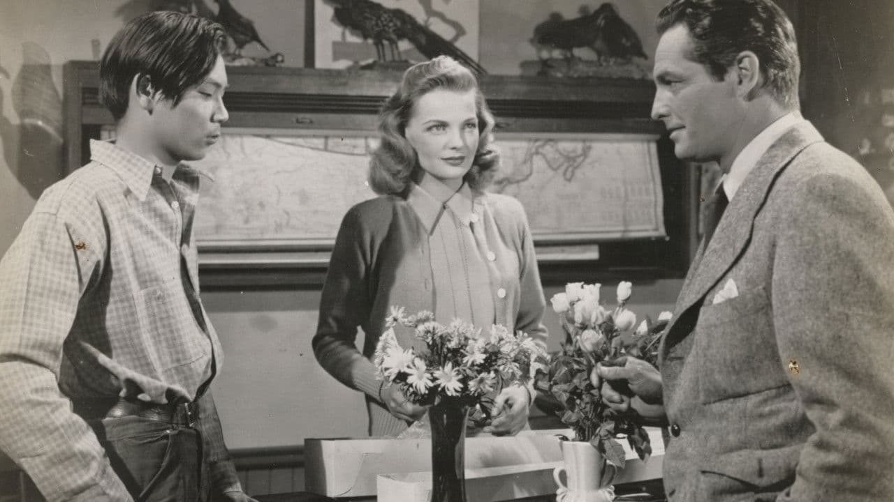 Backdrop – Black Gold