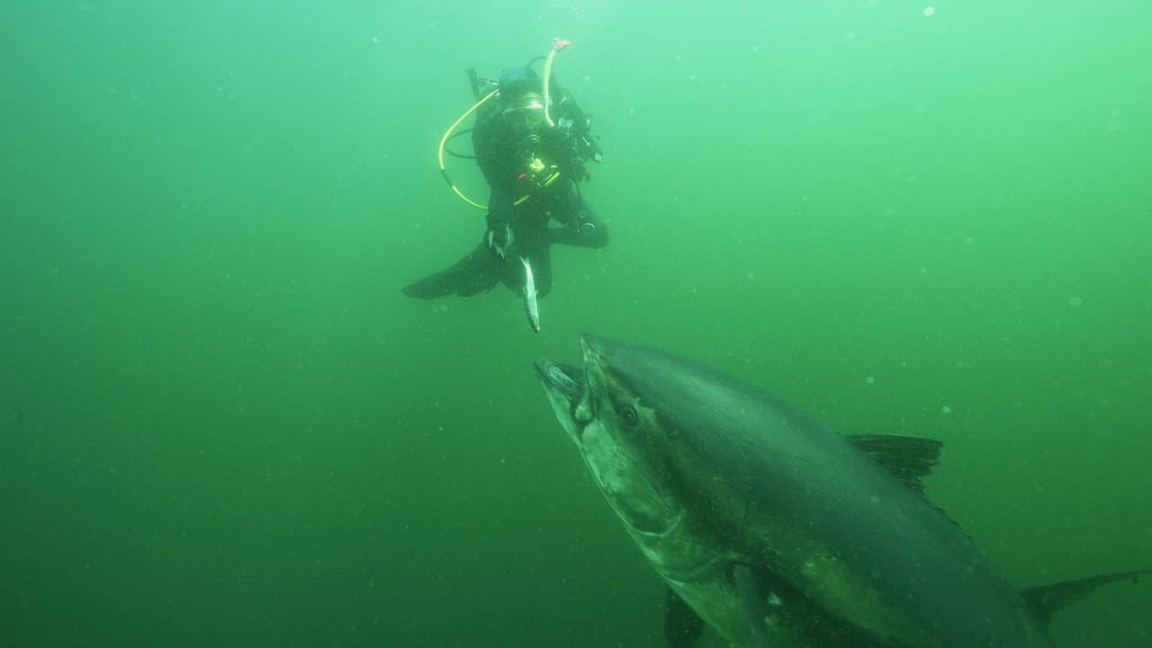 Backdrop – Bluefin