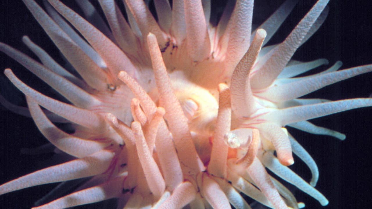 Backdrop – The Intertidal Zone