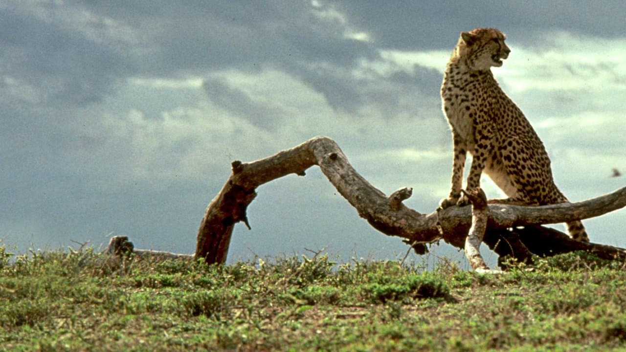 Backdrop – Abenteuer in Kenia