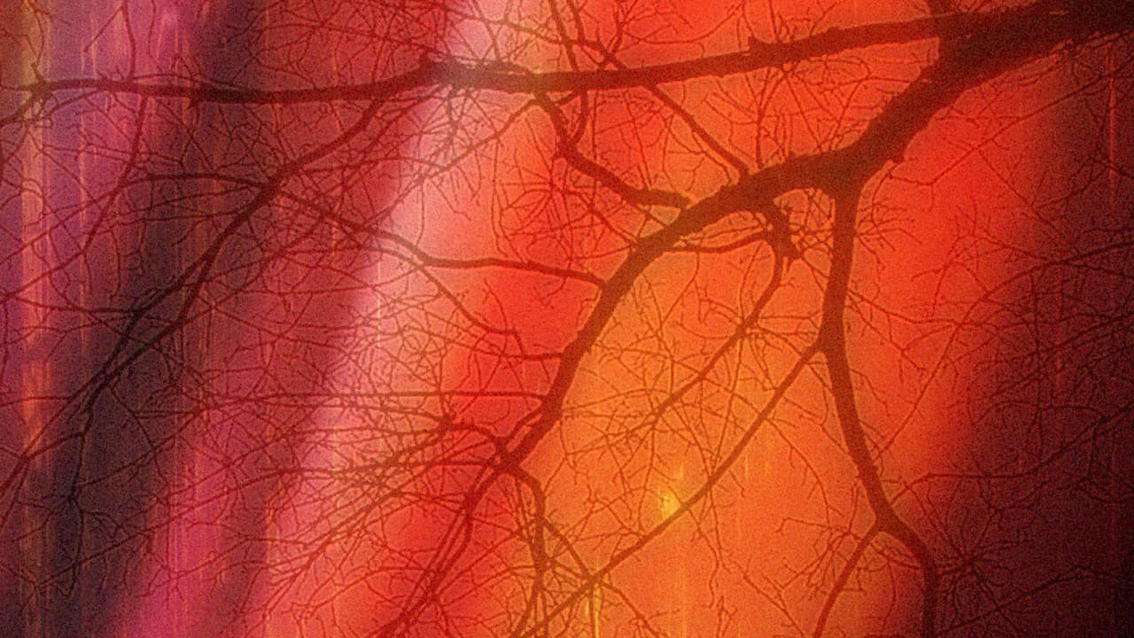 Backdrop – Dark Forest