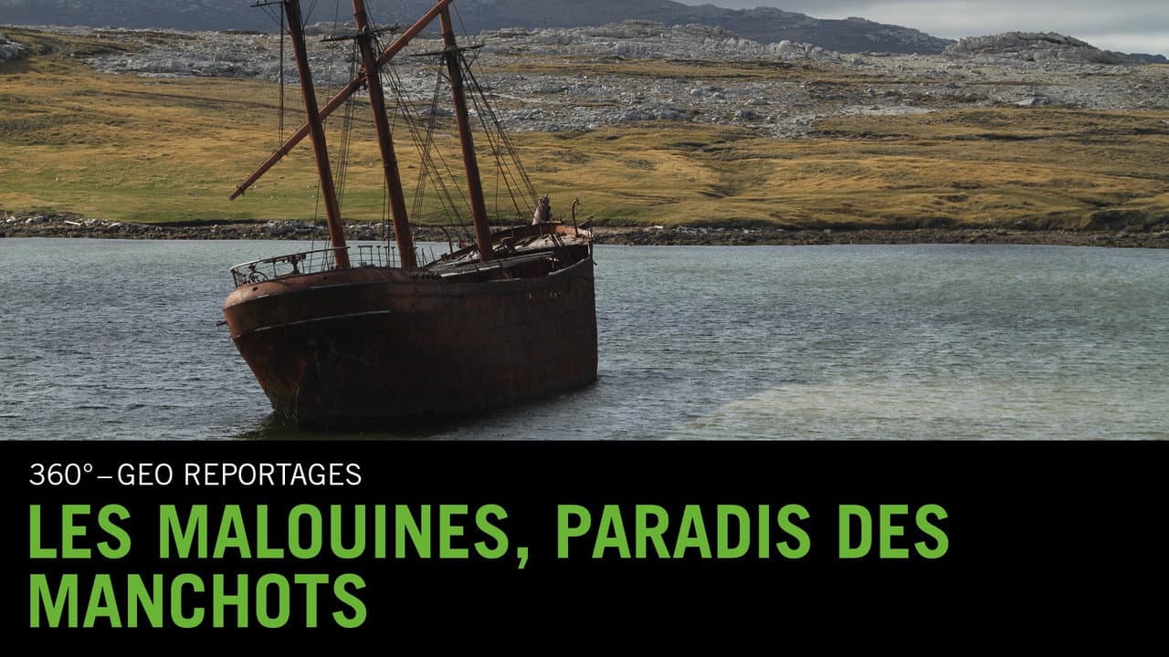 Backdrop – Falklandinseln : Pinguine auf dem Vormarsch