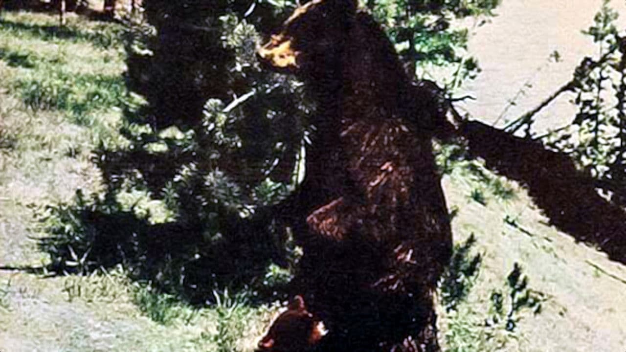 Backdrop – The Last Wilderness