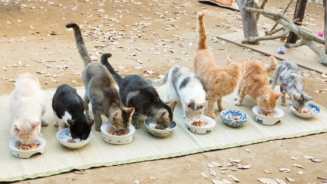 Backdrop – ねこあつめの家