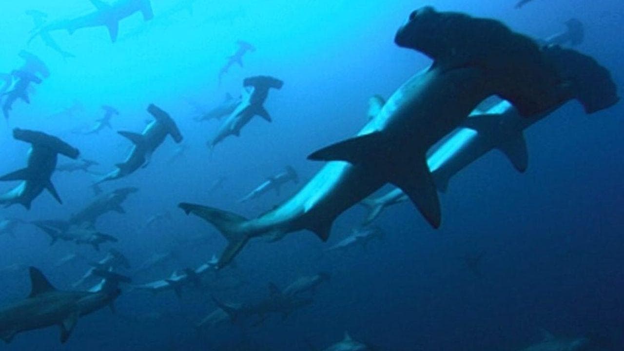 Backdrop – Deep Blue