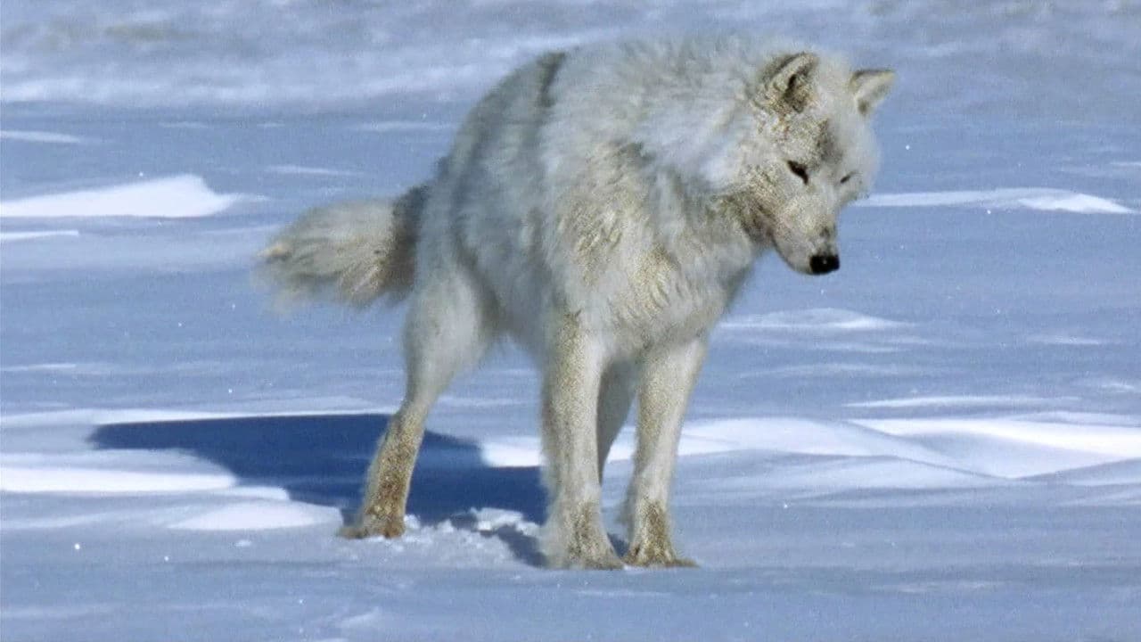 Backdrop – Der weiße Planet