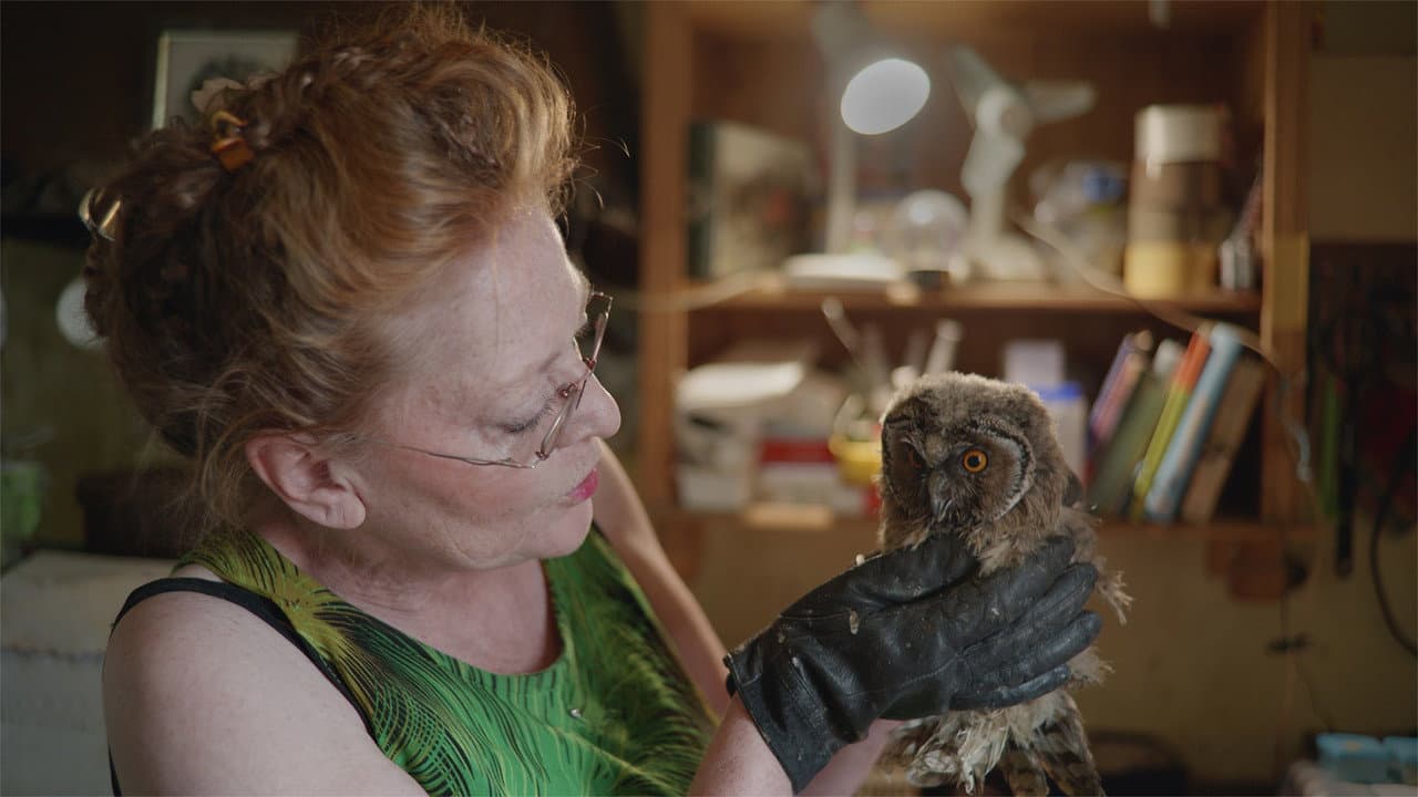 Backdrop – Finde Vogel