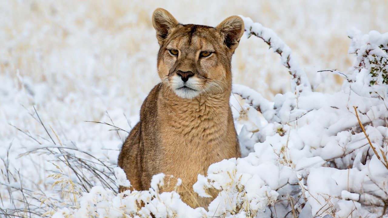 Backdrop – Pumas - In der Wildnis Patagoniens
