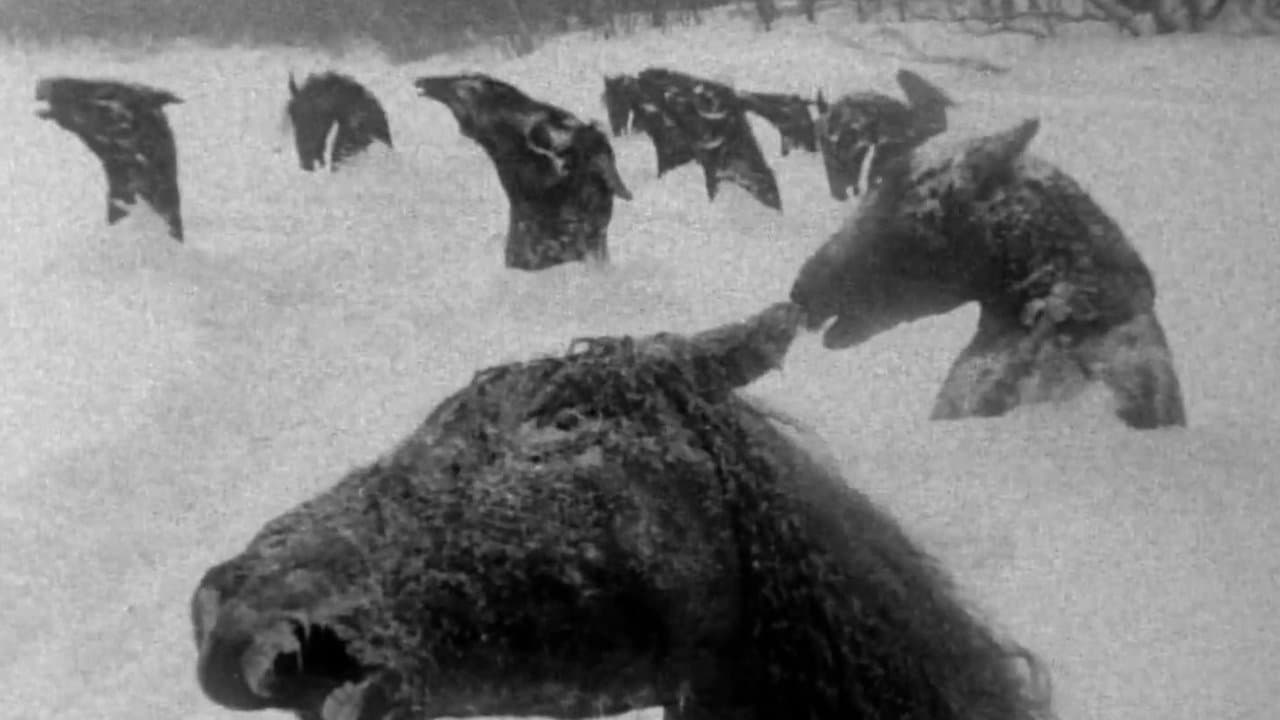 Backdrop – My Winnipeg