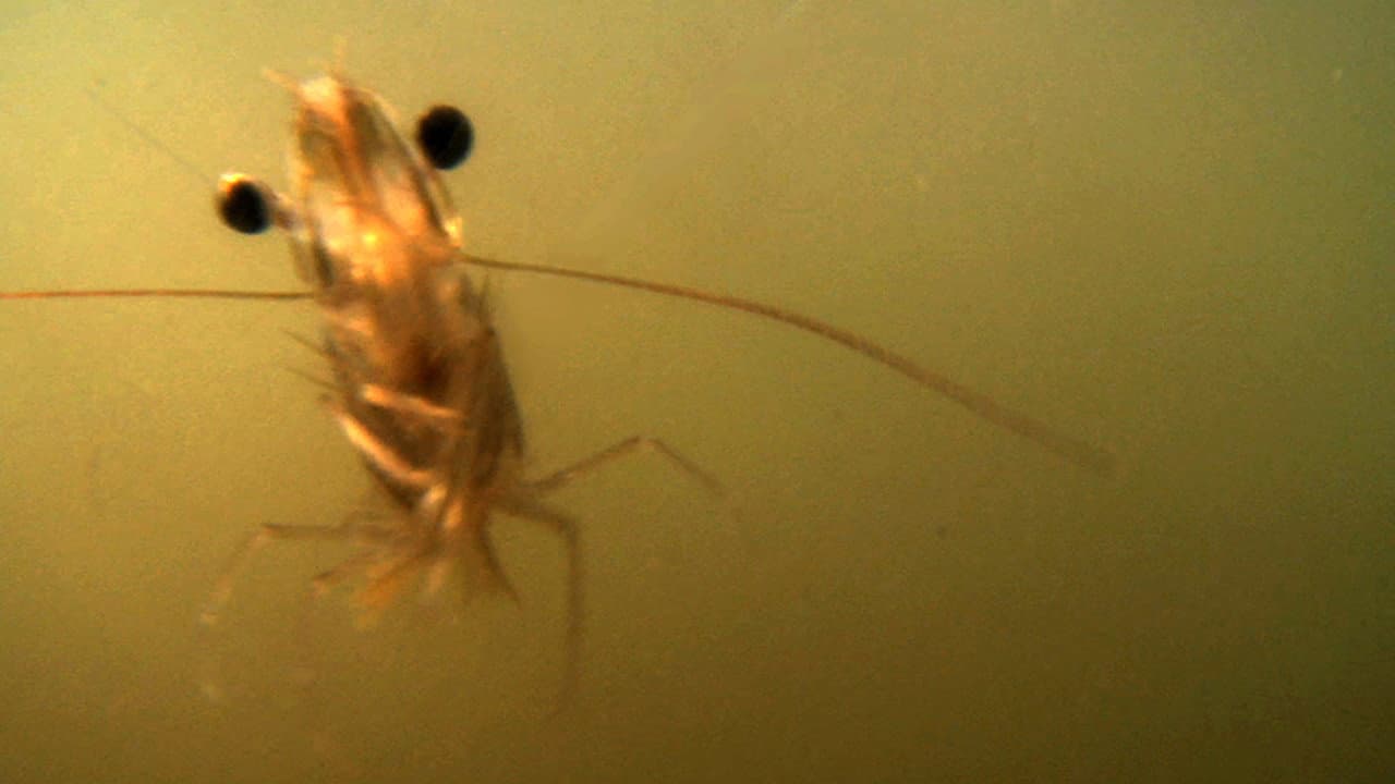 Backdrop – The Shrimp