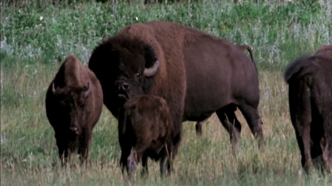 Backdrop – The Great Buffalo Saga