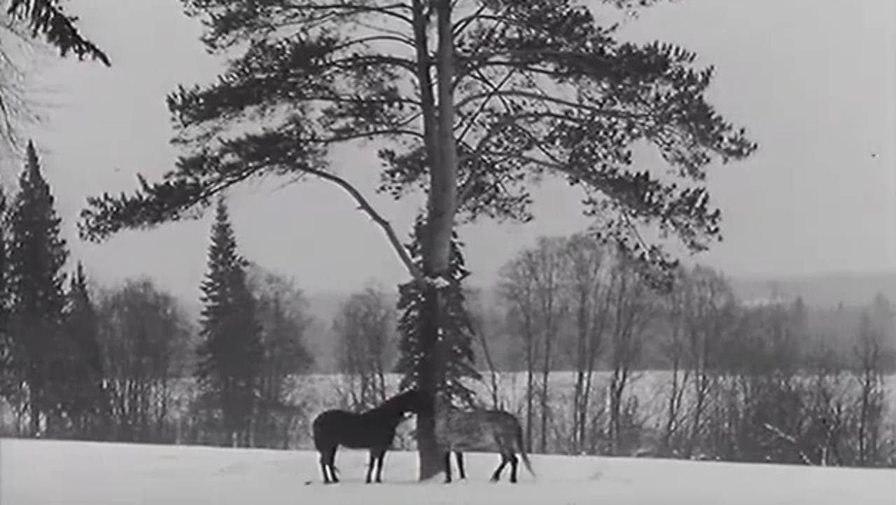 Backdrop – Шаговик