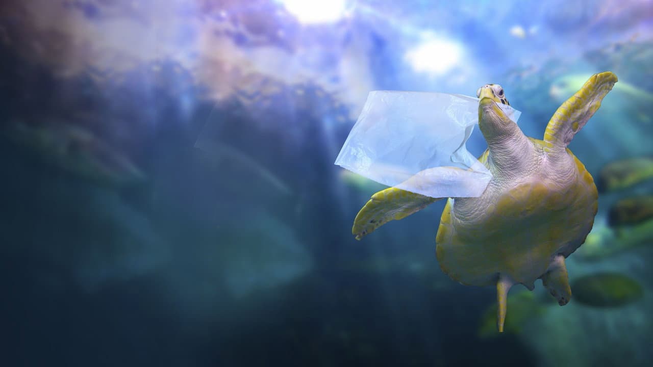 Backdrop – Ein Meer aus Plastik
