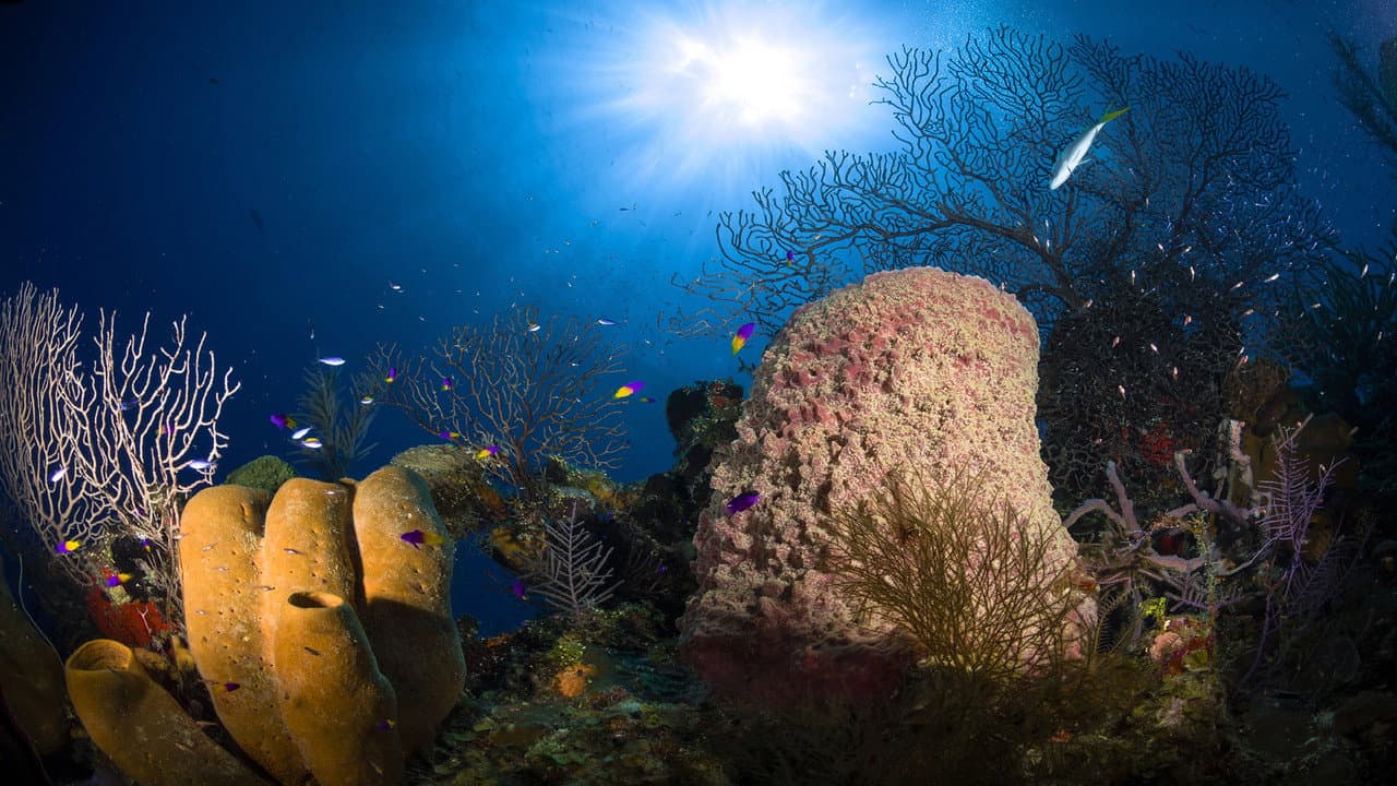 Backdrop – Jewels of the Caribbean Sea