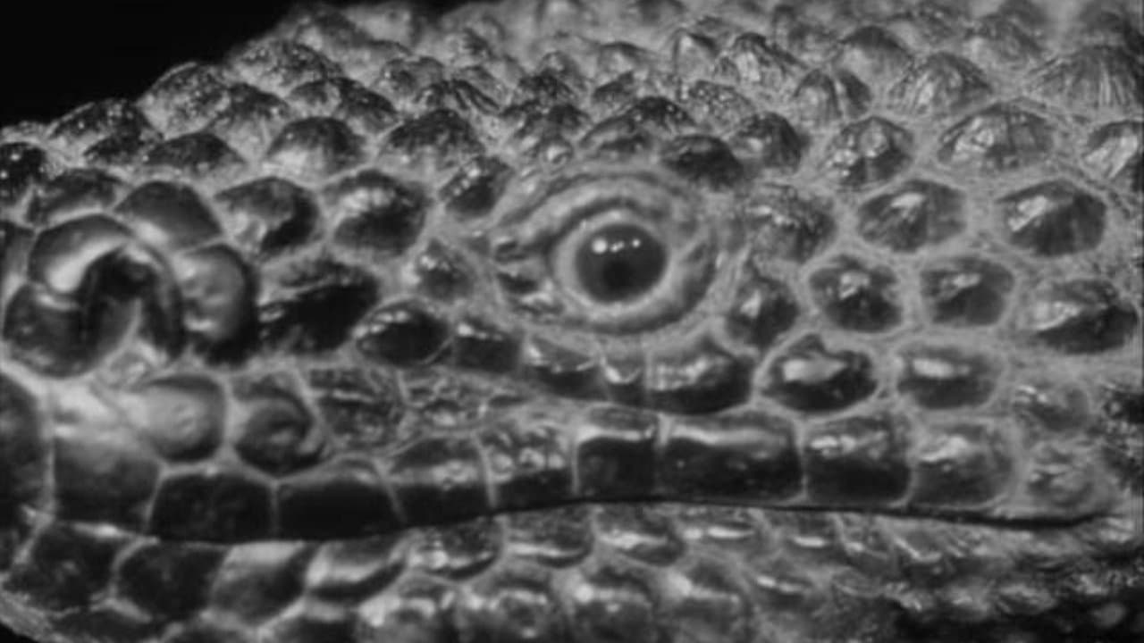 Backdrop – The Giant Gila Monster