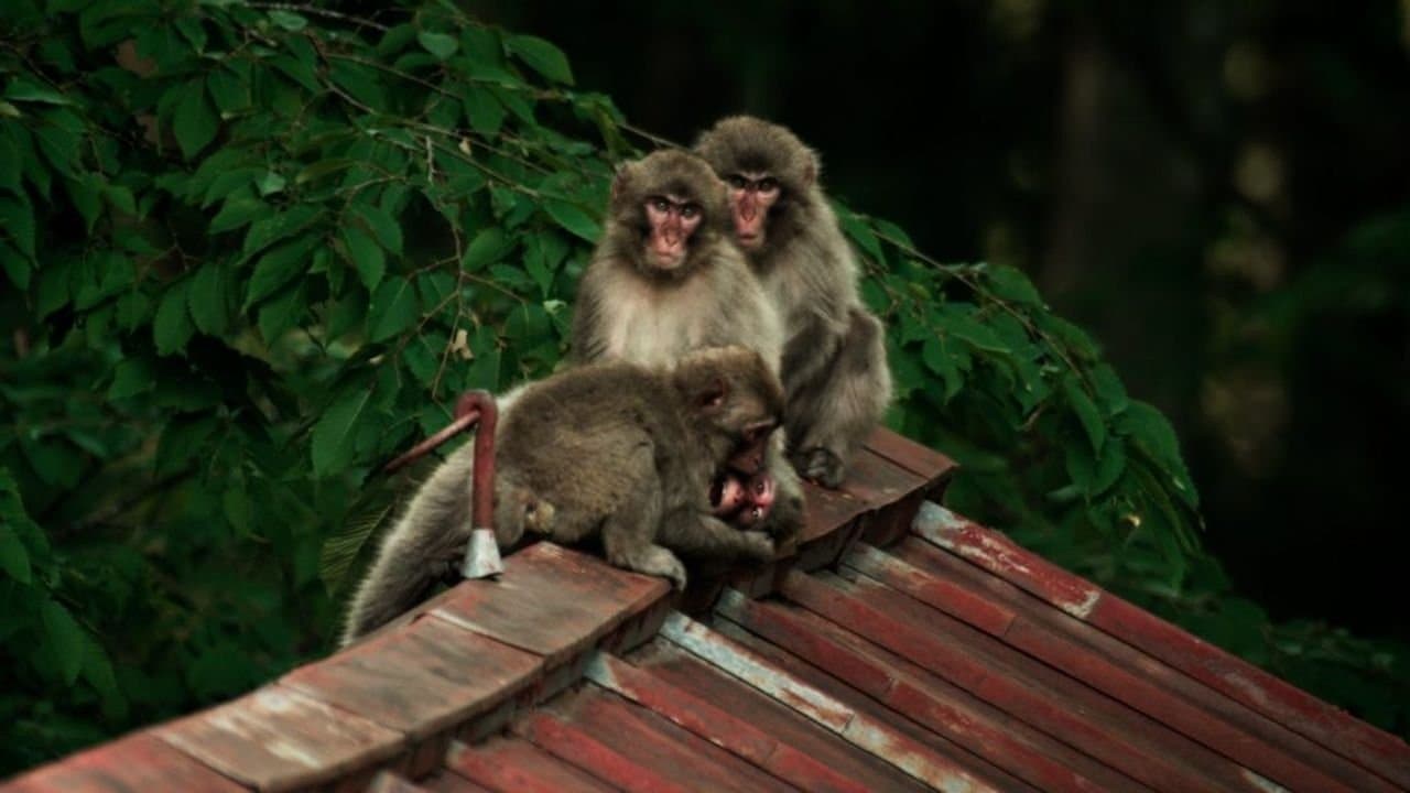 Backdrop – Wild Tokyo