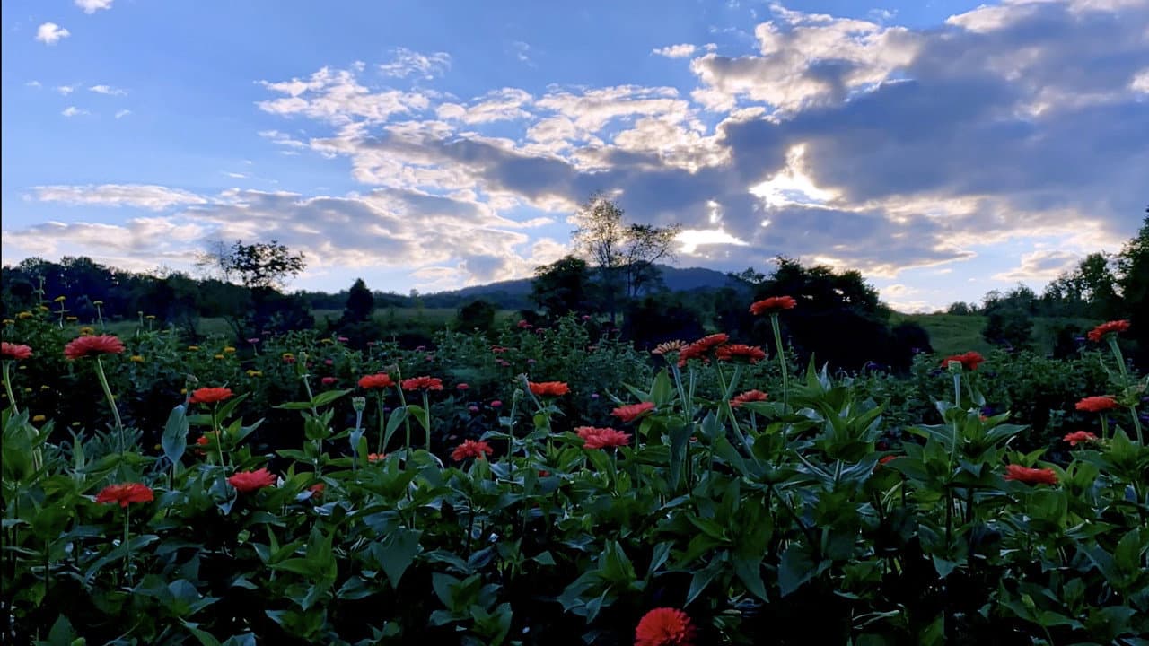 Backdrop – Half a Summer on Waterpenny Farm
