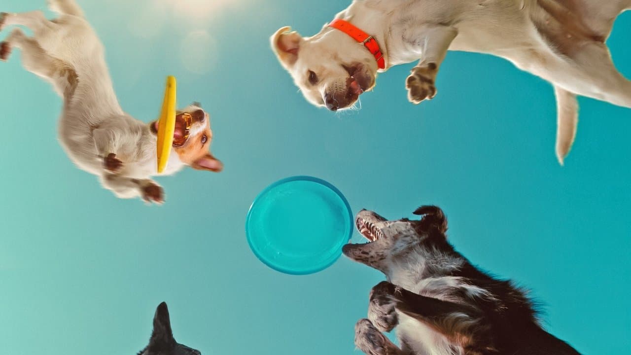 Backdrop – Was Hunde denken