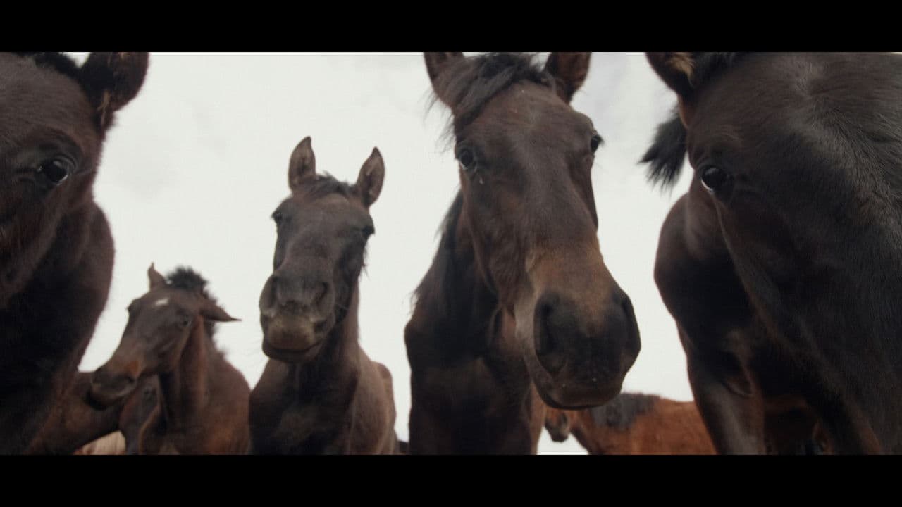 Backdrop – Wings of Kyrgyzstan