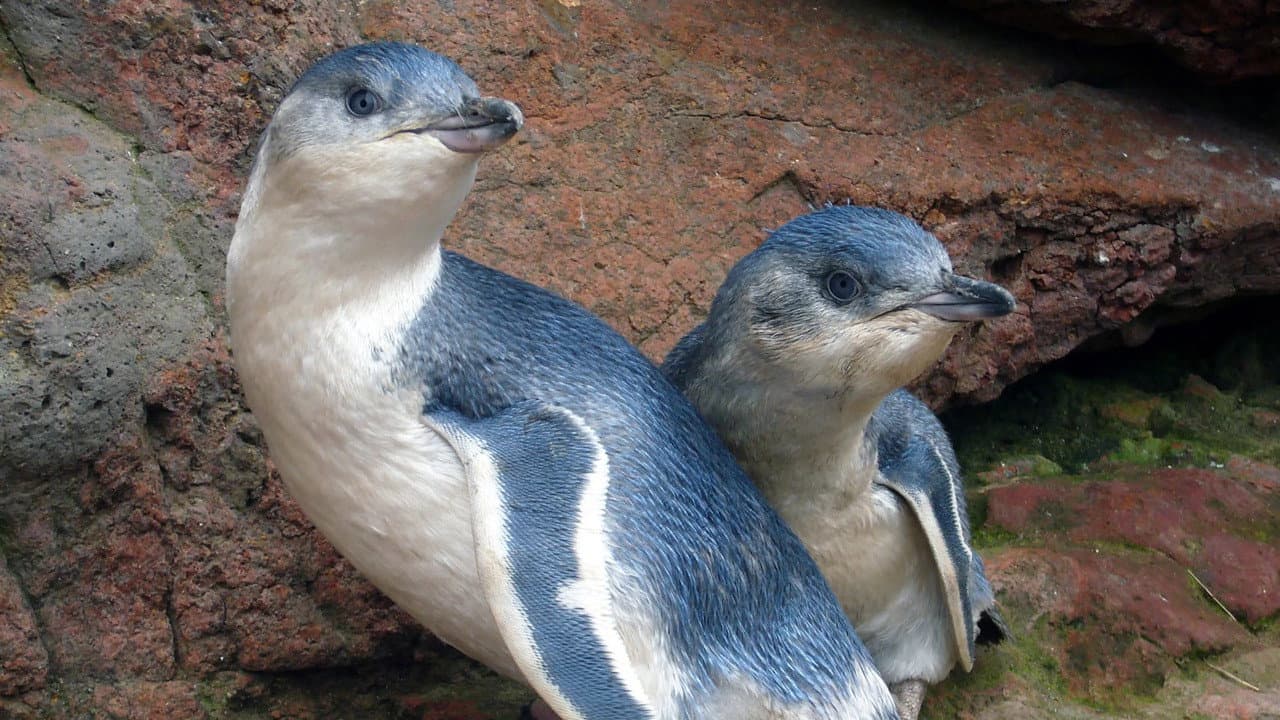 Backdrop – Kororā: Little Blue Penguin
