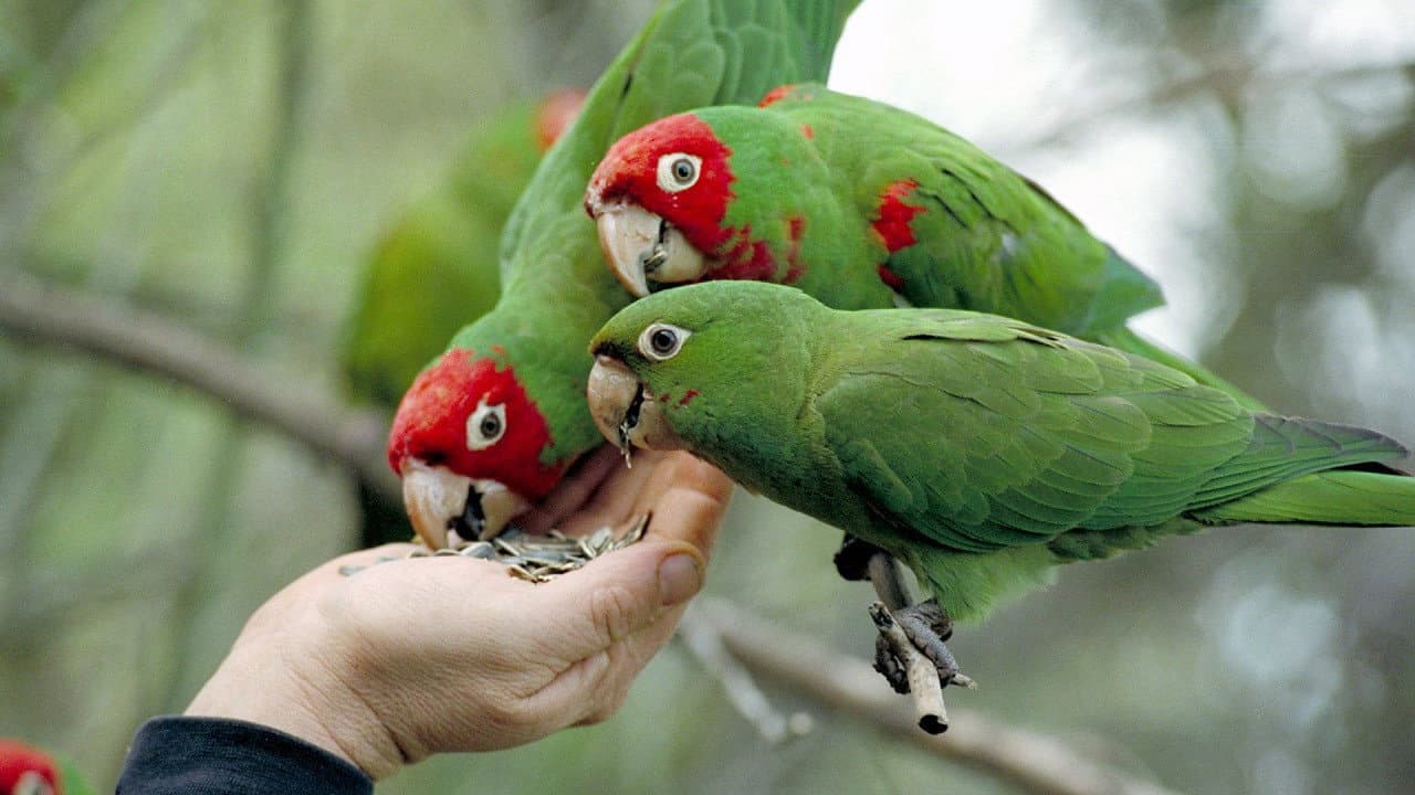 Backdrop – The Wild Parrots of Telegraph Hill