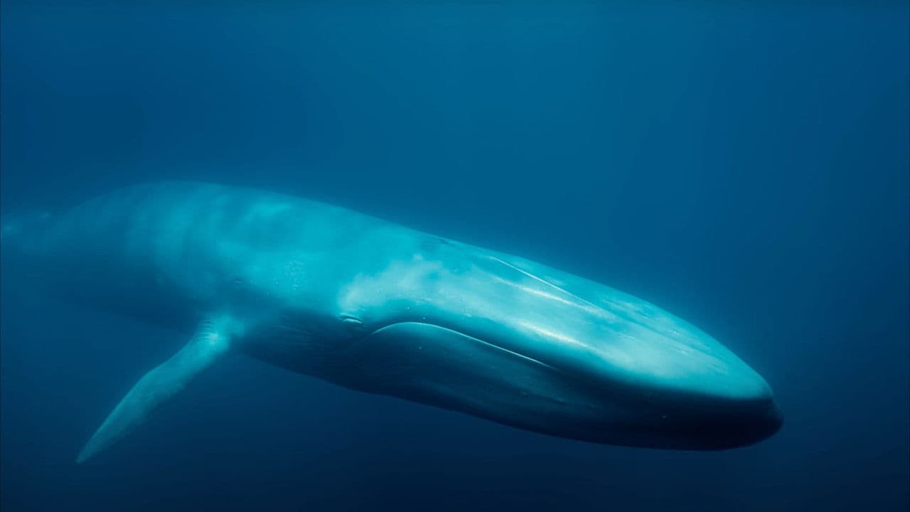 Backdrop – Blue Whales: Return of the Giants