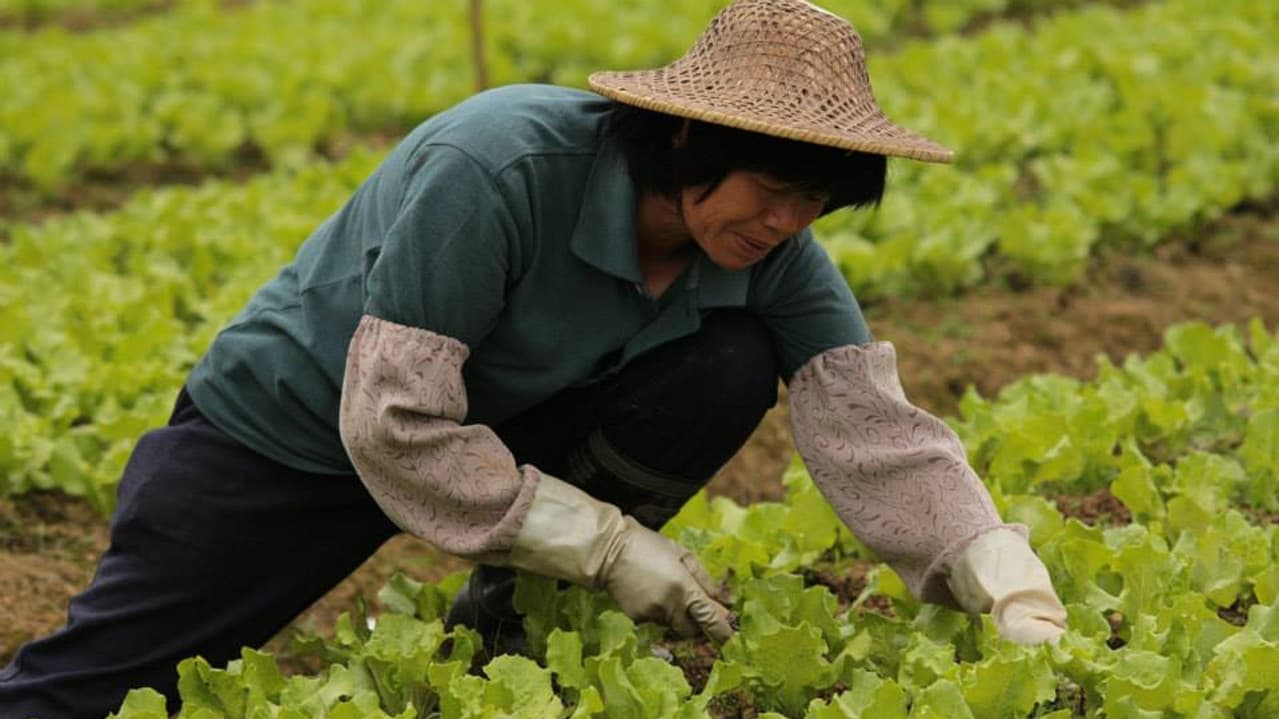 Backdrop – 收割，開路！