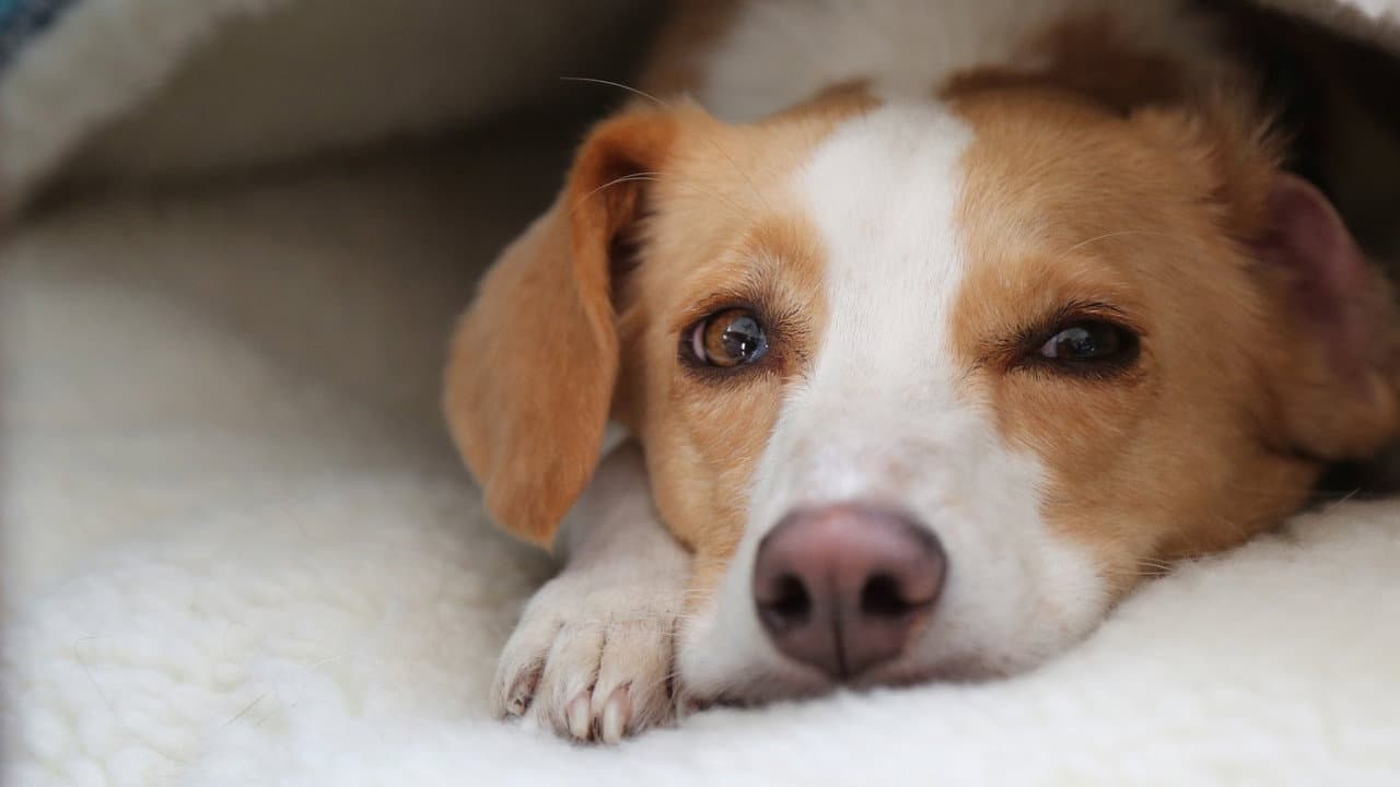 Backdrop – Can Dogs Talk?