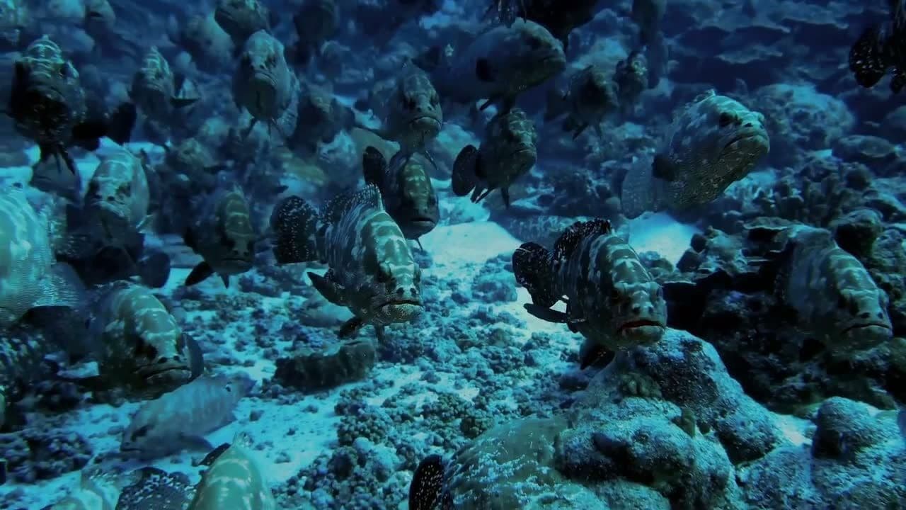 Backdrop – Rendezvous der Zackenbarsche