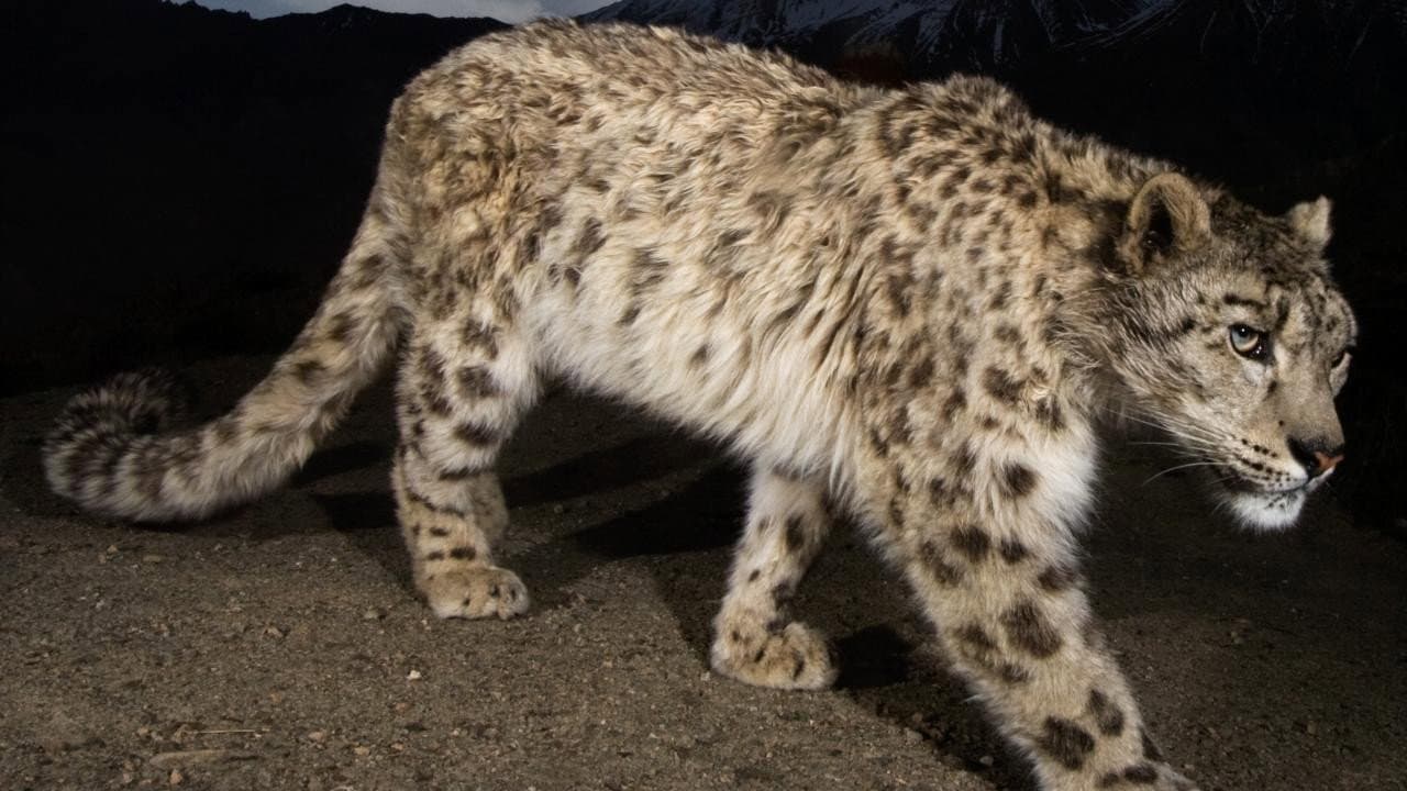 Backdrop – Snow Leopard of Afghanistan