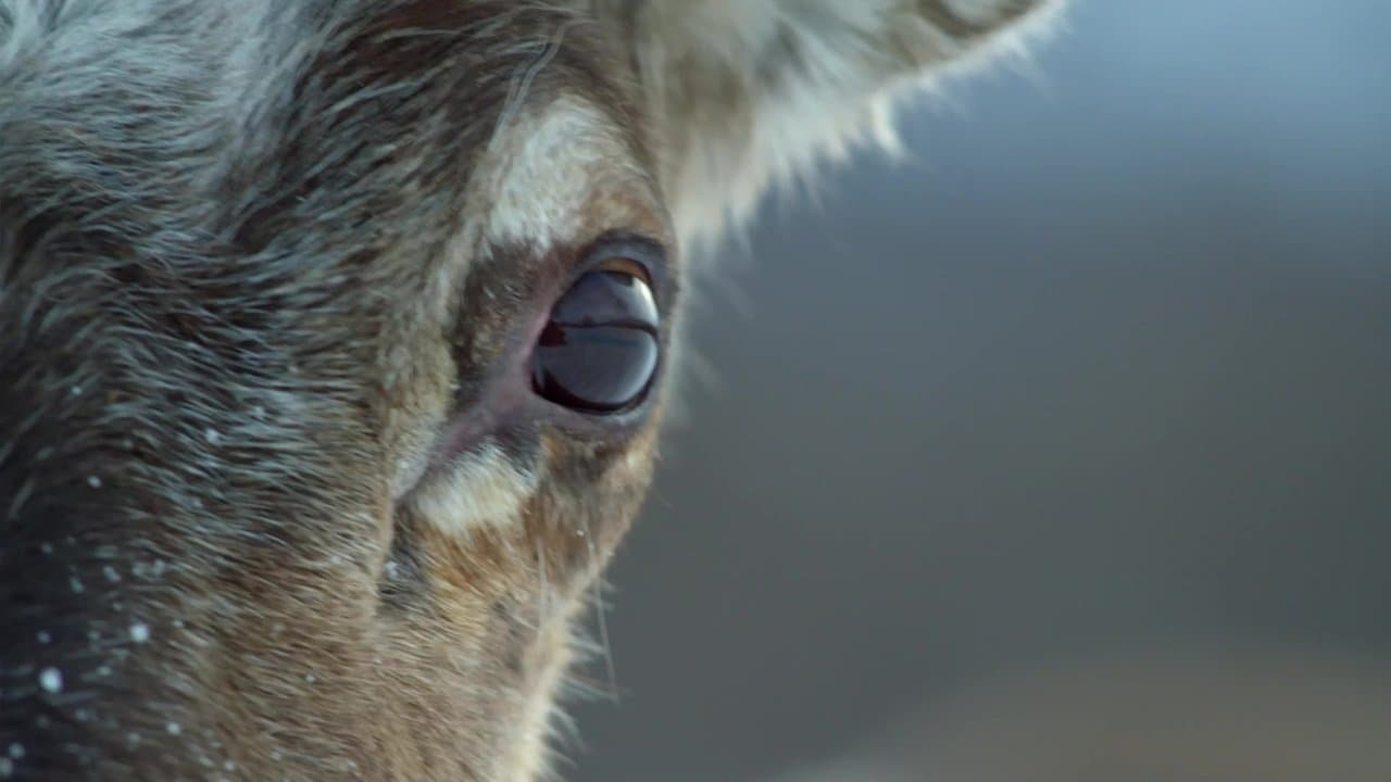 Backdrop – Life In The Snow