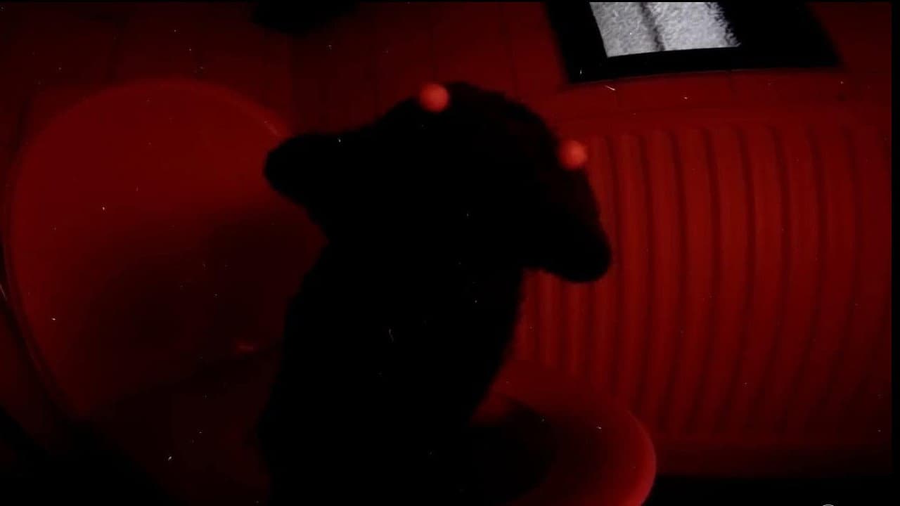 Backdrop – Shitters