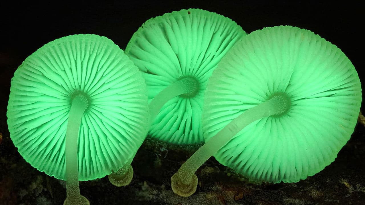 Backdrop – Im Königreich der Pilze