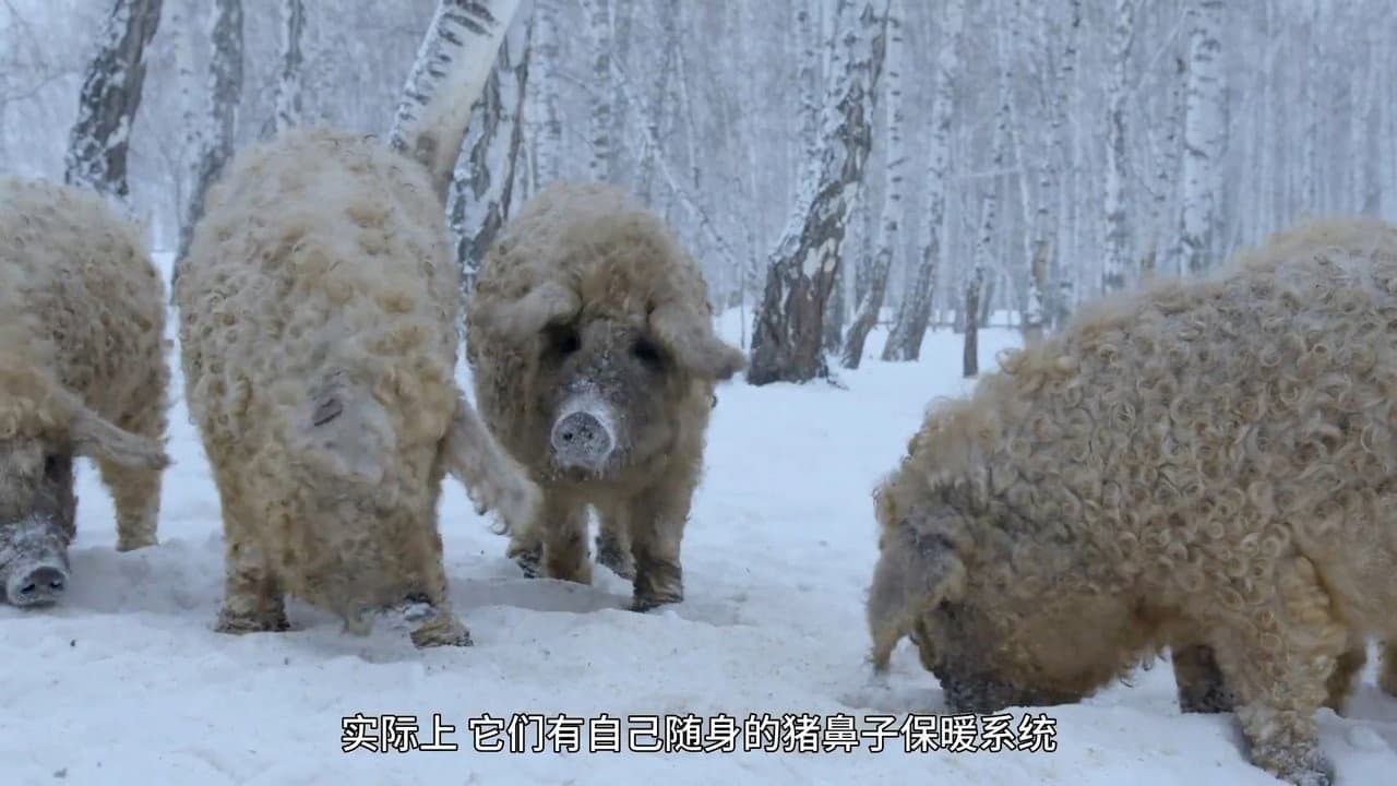 Backdrop – Amazing Pigs