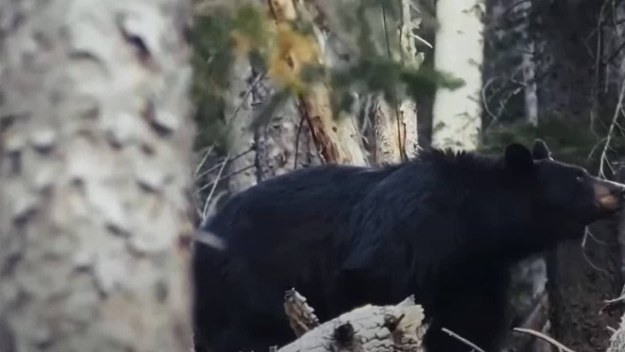 Backdrop – Souvenir