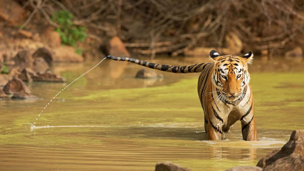 Backdrop – Maya, la tigresse du Maharashtra