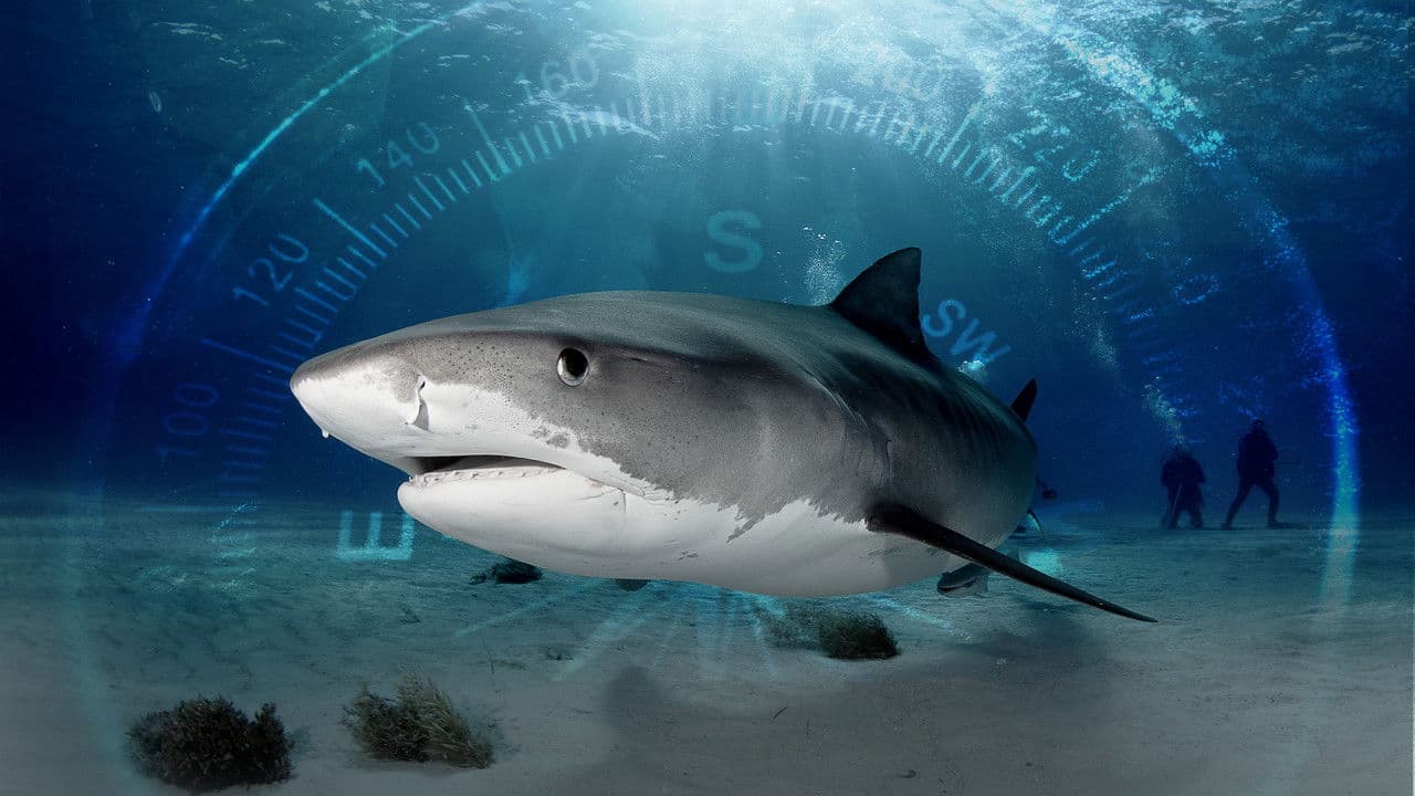Backdrop – Sharks of the Bermuda Triangle