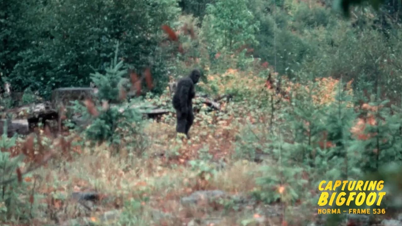 Backdrop – Capturing Bigfoot