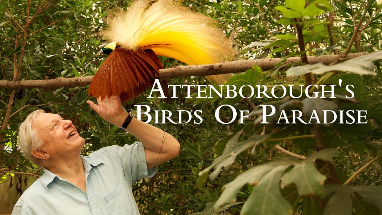 Backdrop – Birds of Paradise