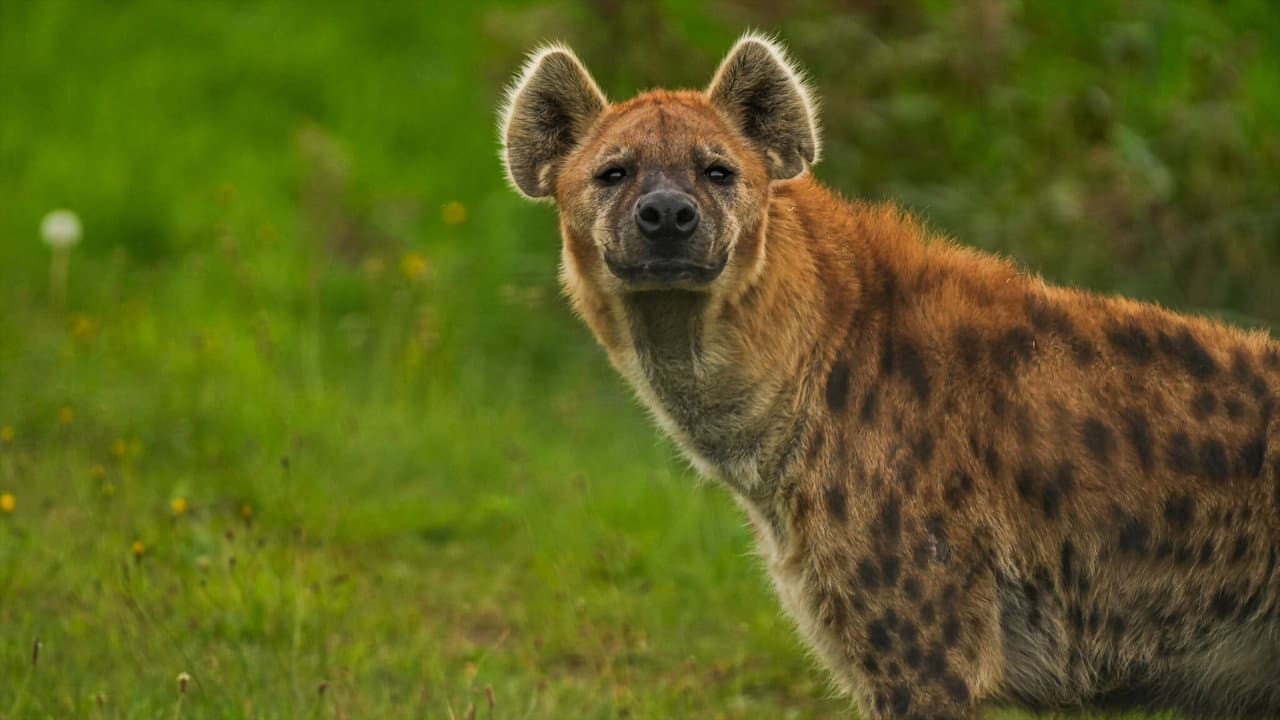 Backdrop – Naabi: A Hyena Princess