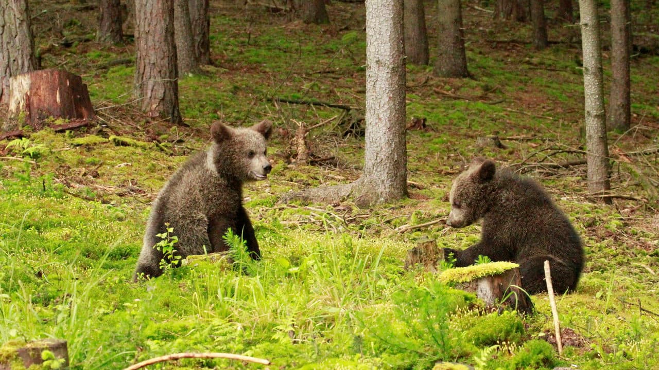 Backdrop – Beary Tales