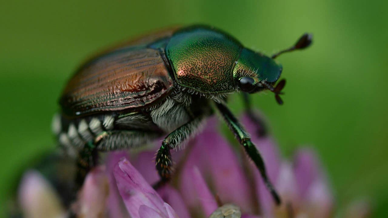 Backdrop – Fabelhafte Insekten - Käfer